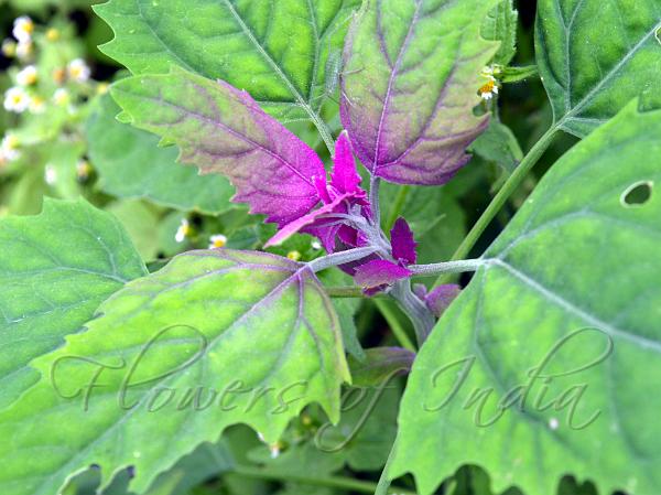 Purple Goosefoot